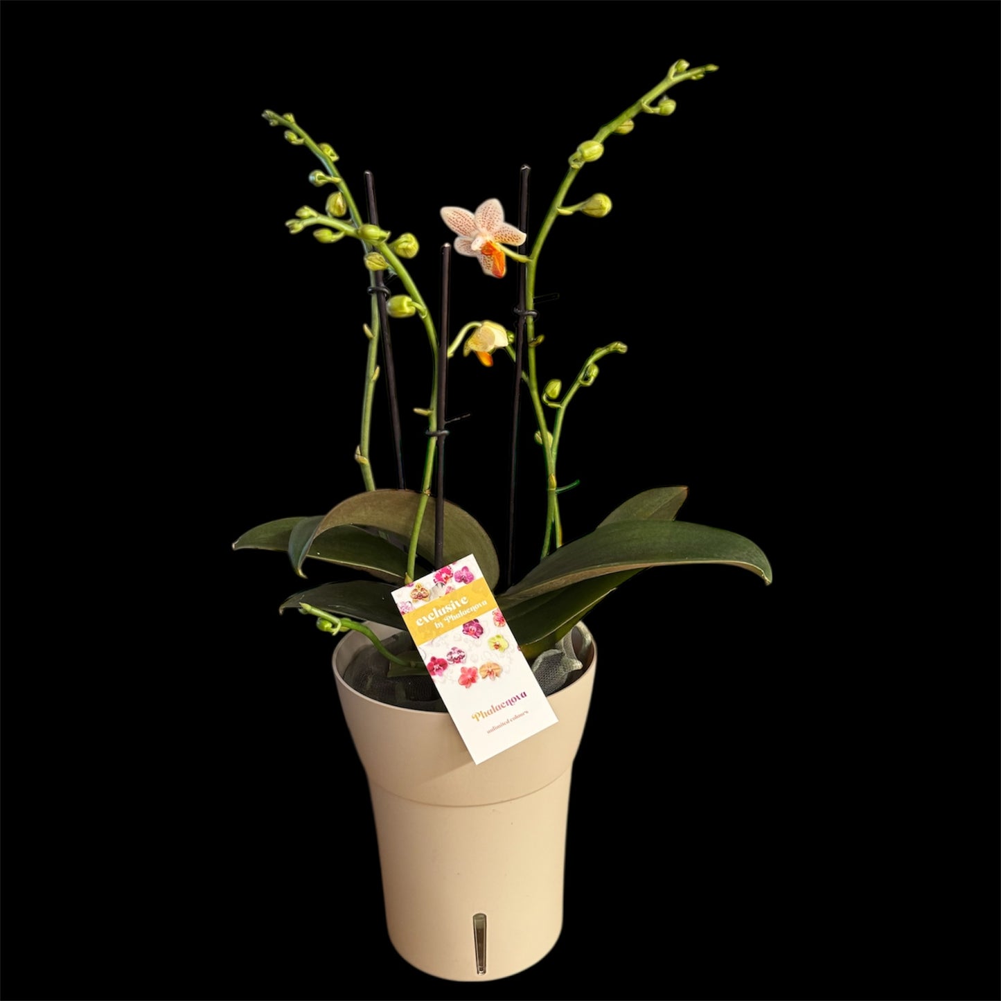 2️⃣5️⃣. Mini Mark Live Orchid Phalaenopsis– Rare Spotted Variety (12 cm Pot, 35–45 cm Tall)