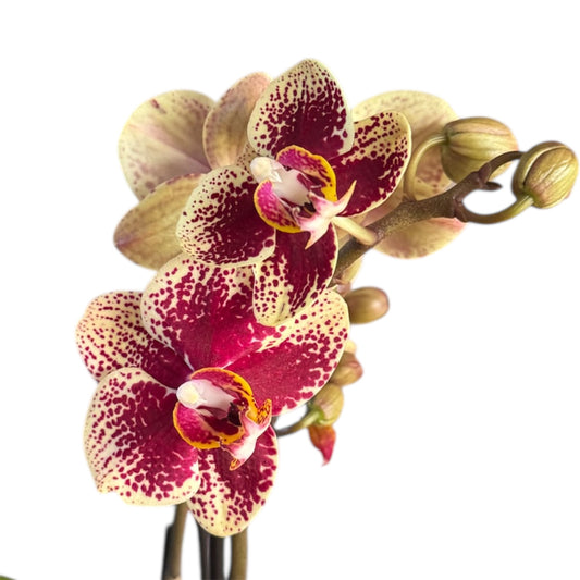 5️⃣5️⃣. Mixed Colours Live Orchid Phalaenopsis– Small Size Collection (9 cm Pot, 40 cm Tall)