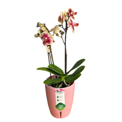 5️⃣5️⃣. Mixed Colours Live Orchid Phalaenopsis– Small Size Collection (9 cm Pot, 40 cm Tall)