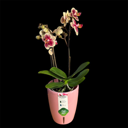5️⃣5️⃣. Mixed Colours Live Orchid Phalaenopsis– Small Size Collection (9 cm Pot, 40 cm Tall)