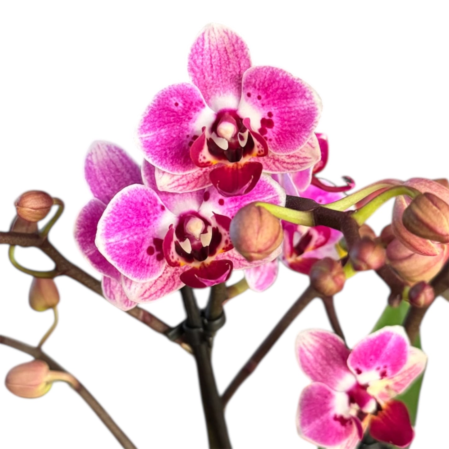 5️⃣5️⃣. Mixed Colours Live Orchid Phalaenopsis– Small Size Collection (9 cm Pot, 40 cm Tall)
