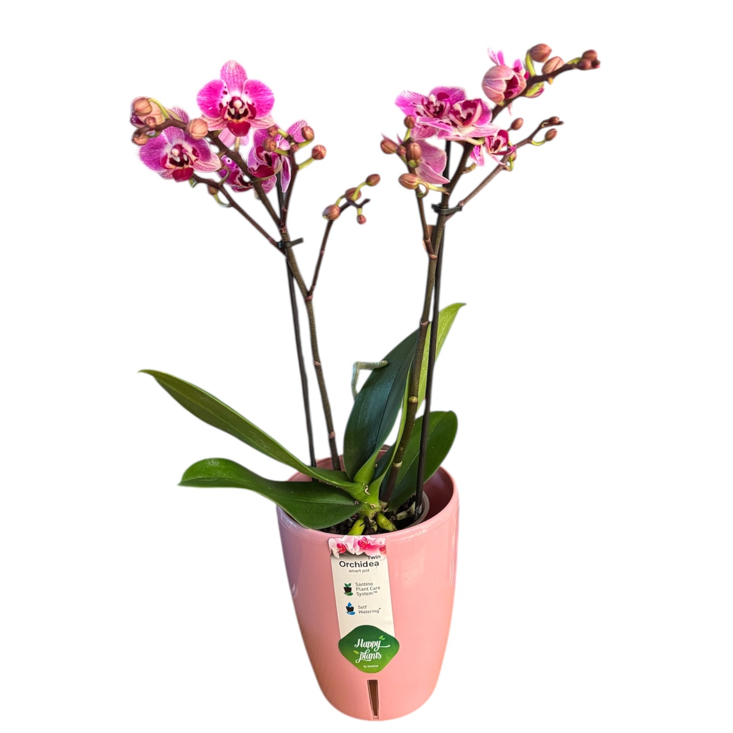 5️⃣5️⃣. Mixed Colours Live Orchid Phalaenopsis– Small Size Collection (9 cm Pot, 40 cm Tall)