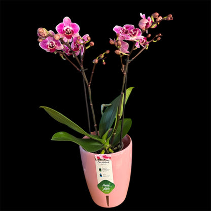 5️⃣5️⃣. Mixed Colours Live Orchid Phalaenopsis– Small Size Collection (9 cm Pot, 40 cm Tall)