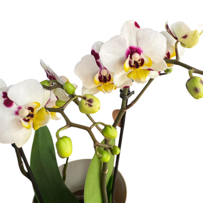 5️⃣5️⃣. Mixed Colours Live Orchid Phalaenopsis– Small Size Collection (9 cm Pot, 40 cm Tall)