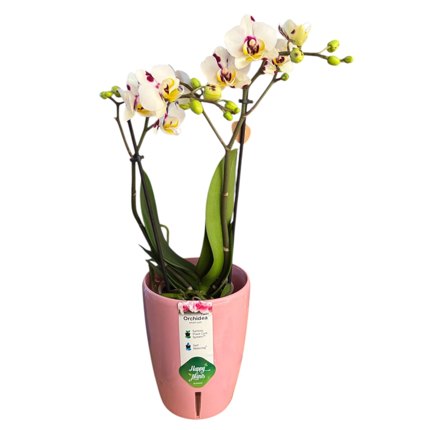 5️⃣5️⃣. Mixed Colours Live Orchid Phalaenopsis– Small Size Collection (9 cm Pot, 40 cm Tall)