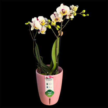 5️⃣5️⃣. Mixed Colours Live Orchid Phalaenopsis– Small Size Collection (9 cm Pot, 40 cm Tall)
