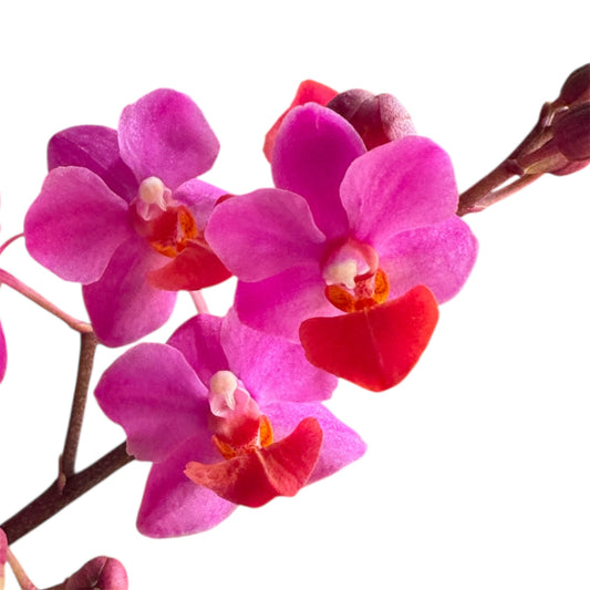 Table Mystery Phalaenopsis Orchid – Bright Pink Blooms – 12 cm Nursery Pot