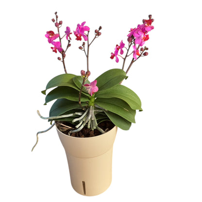 Table Mystery Phalaenopsis Orchid – Bright Pink Blooms – 12 cm Nursery Pot