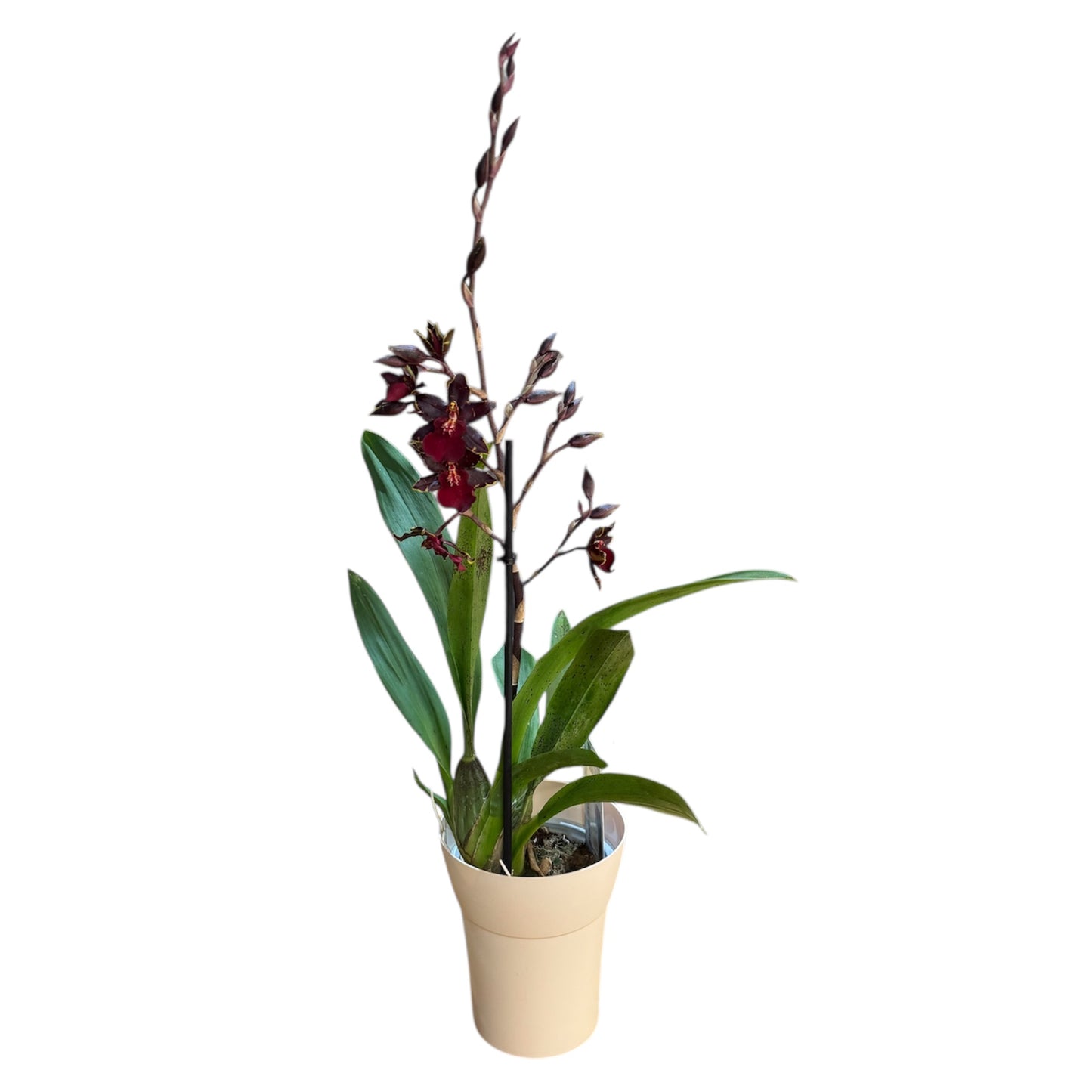 7️⃣1️⃣.Cambria Black Cat Orchid – Dark Burgundy Blooms (12 cm Pot, 40 cm Tall)
