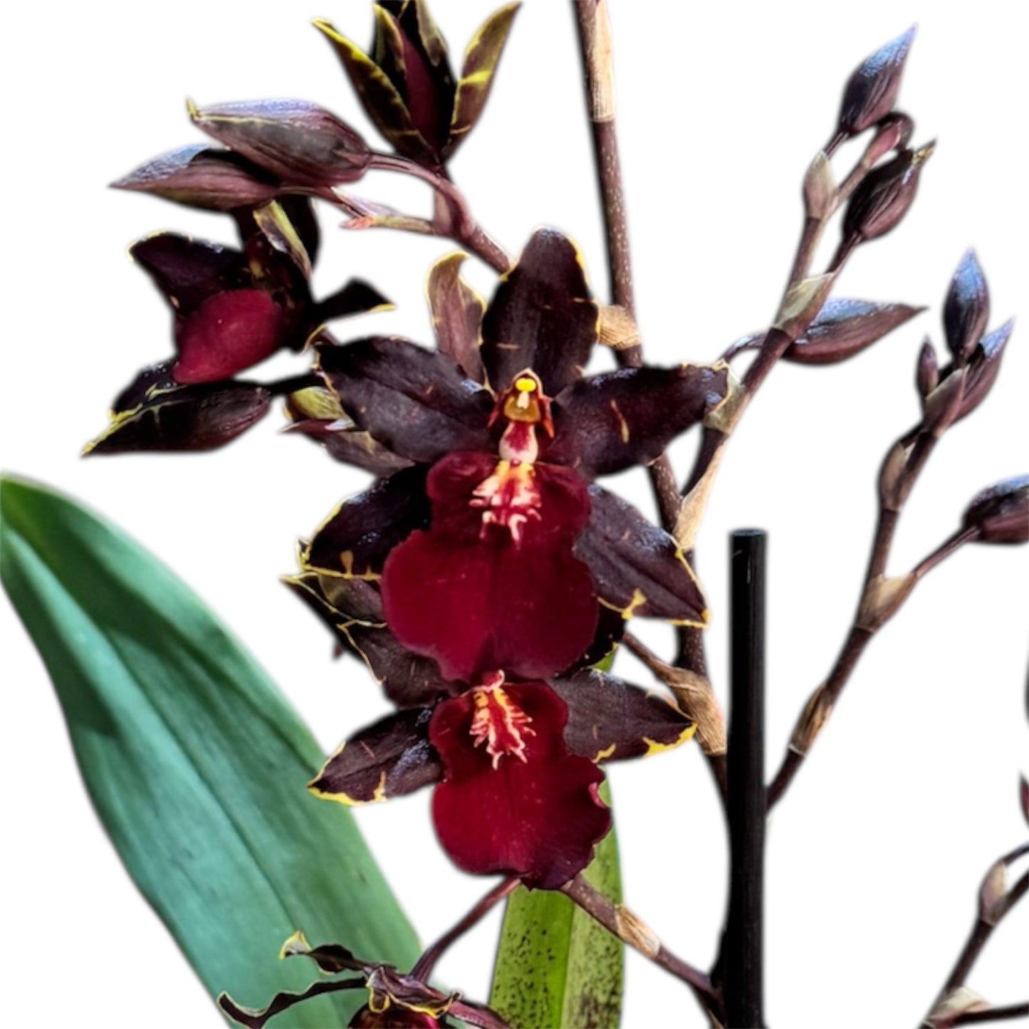 7️⃣1️⃣.Cambria Black Cat Orchid – Dark Burgundy Blooms (12 cm Pot, 40 cm Tall)