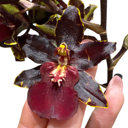 7️⃣1️⃣.Cambria Black Cat Orchid – Dark Burgundy Blooms (12 cm Pot, 40 cm Tall)