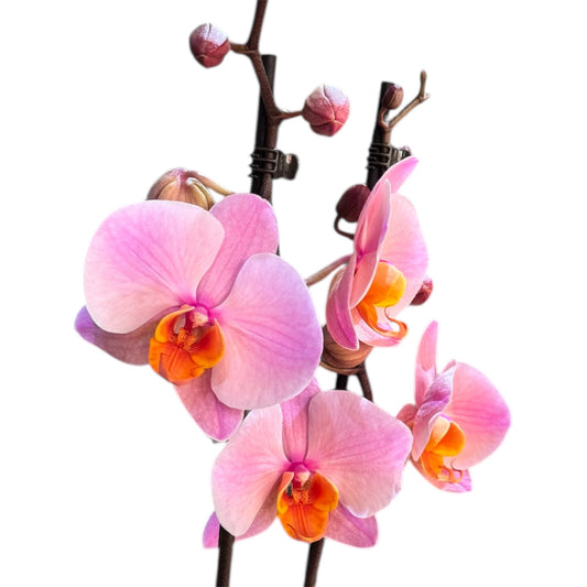 5️⃣3️⃣. Phalaenopsis Orchid Charming Marshmallow – Soft Pink Blooms (12 cm Pot, 60 cm Tall)