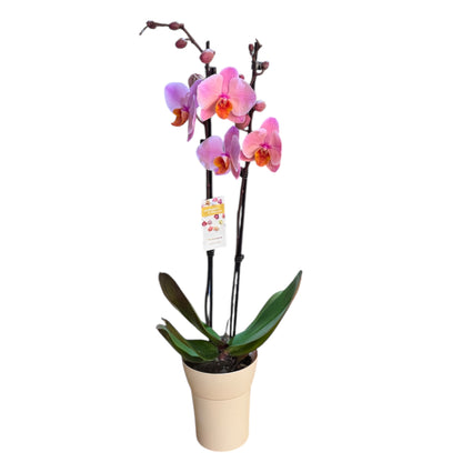 5️⃣3️⃣. Phalaenopsis Orchid Charming Marshmallow – Soft Pink Blooms (12 cm Pot, 60 cm Tall)