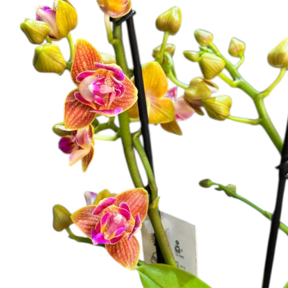 7️⃣2️⃣. Scented Phalaenopsis Orchid Yaphon Perfume – Fragrant Blooms (12 cm Pot, 35 cm Tall)