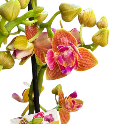 7️⃣2️⃣. Scented Phalaenopsis Orchid Yaphon Perfume – Fragrant Blooms (12 cm Pot, 35 cm Tall)