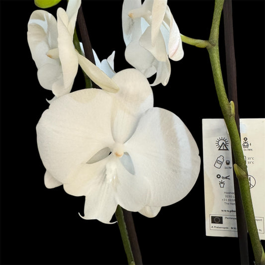 7️⃣5️⃣. Big Lip White Charming Snow Phalaenopsis Orchid  – Elegant Snow-White Blooms (12 cm Pot, 60 cm Tall)