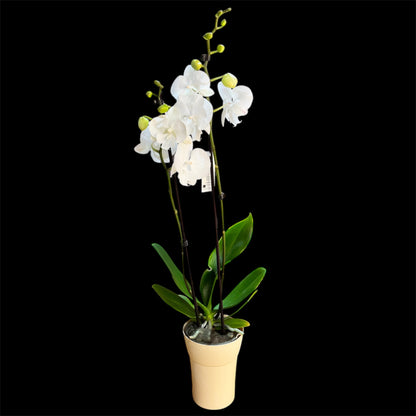 7️⃣5️⃣. Big Lip White Charming Snow Phalaenopsis Orchid  – Elegant Snow-White Blooms (12 cm Pot, 60 cm Tall)