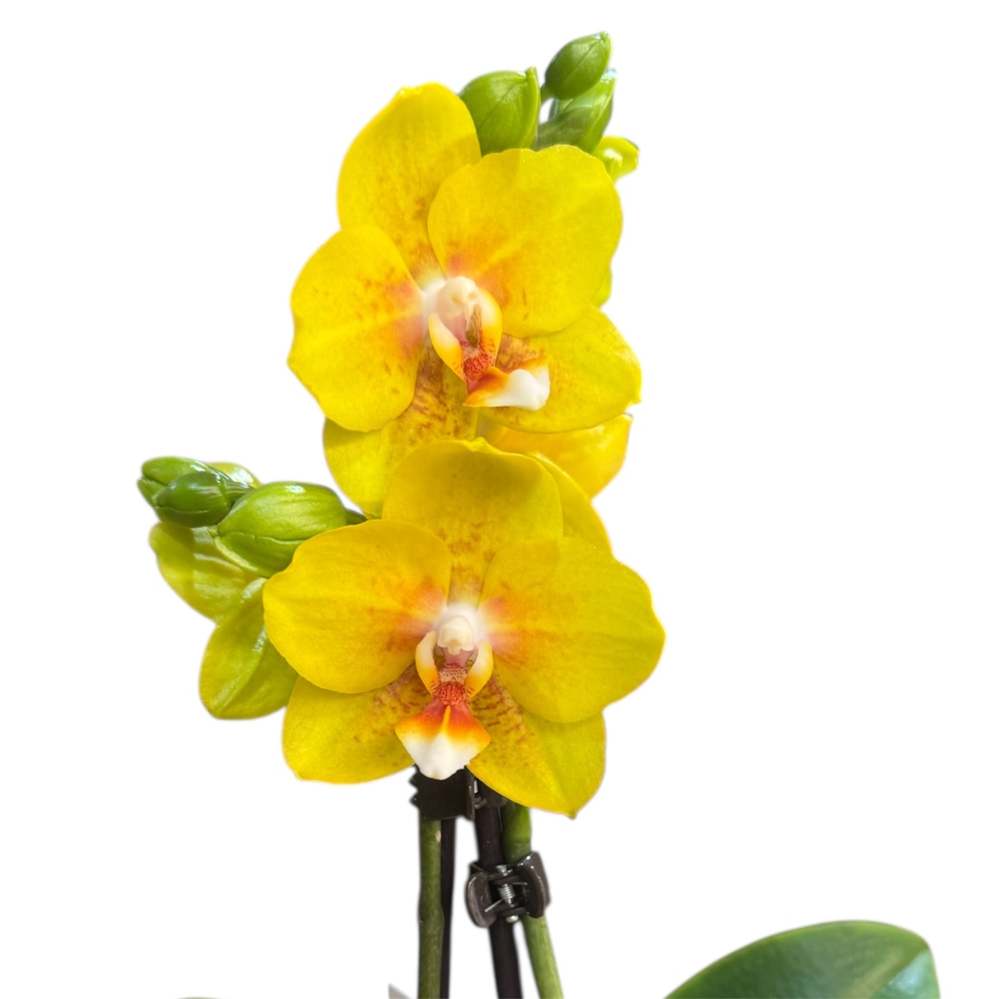 7️⃣6️⃣. Dragon’s Gold Yellow Phalaenopsis Orchid – `Slightly Scented Golden Blooms (12 cm Pot, 35 cm Tall)