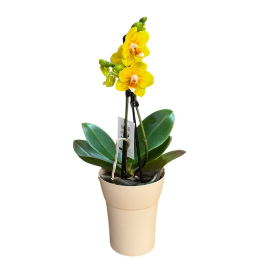 7️⃣6️⃣. Dragon’s Gold Yellow Phalaenopsis Orchid – `Slightly Scented Golden Blooms (12 cm Pot, 35 cm Tall)
