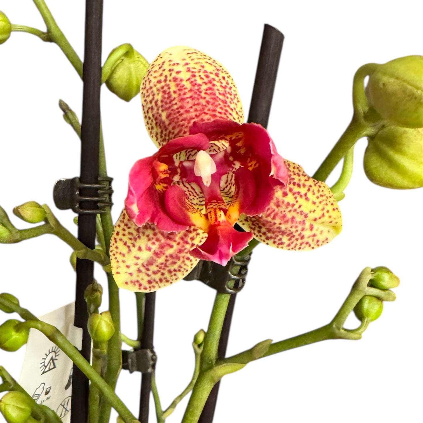 7️⃣3️⃣. Peloric  Chi-Yueh Phalaenopsis Orchid – Speckled Pink & Yellow Blooms (12 cm Pot, 45–50 cm Tall)