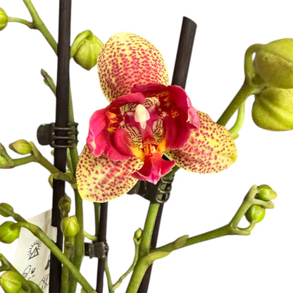 7️⃣3️⃣. Peloric  Chi-Yueh Phalaenopsis Orchid – Speckled Pink & Yellow Blooms (12 cm Pot, 45–50 cm Tall)