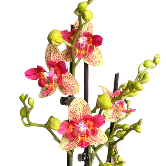 7️⃣3️⃣. Peloric  Chi-Yueh Phalaenopsis Orchid – Speckled Pink & Yellow Blooms (12 cm Pot, 45–50 cm Tall)