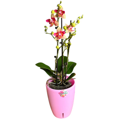 7️⃣3️⃣. Peloric  Chi-Yueh Phalaenopsis Orchid – Speckled Pink & Yellow Blooms (12 cm Pot, 45–50 cm Tall)