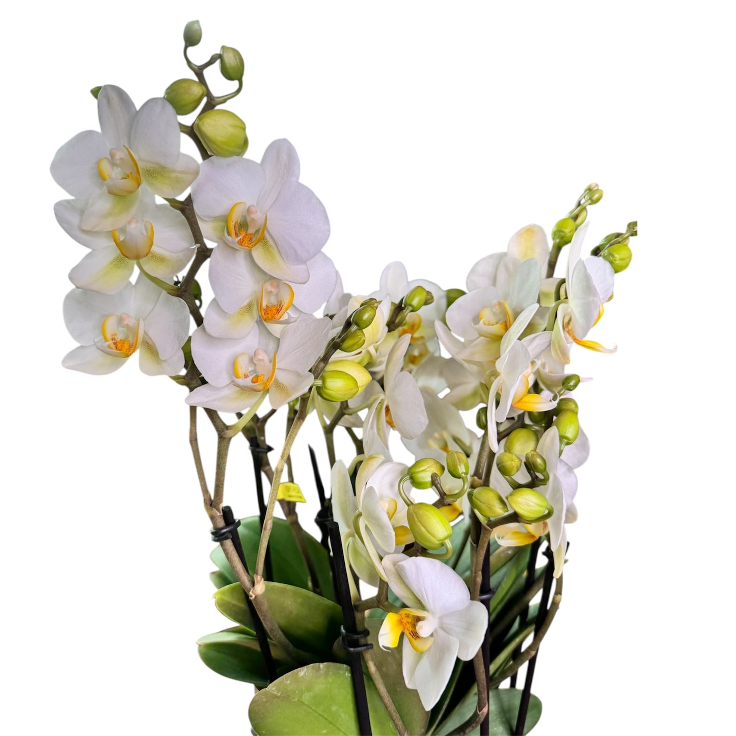 7️⃣7️⃣. Bellissimo Colour Mix Phalaenopsis Orchid– Multi-Stem Display (15 cm Pot, 50 cm Tall)