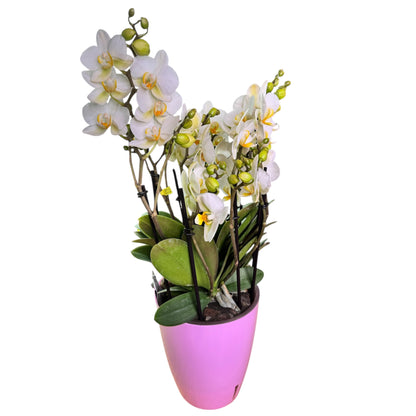 7️⃣7️⃣. Bellissimo Colour Mix Phalaenopsis Orchid– Multi-Stem Display (15 cm Pot, 50 cm Tall)