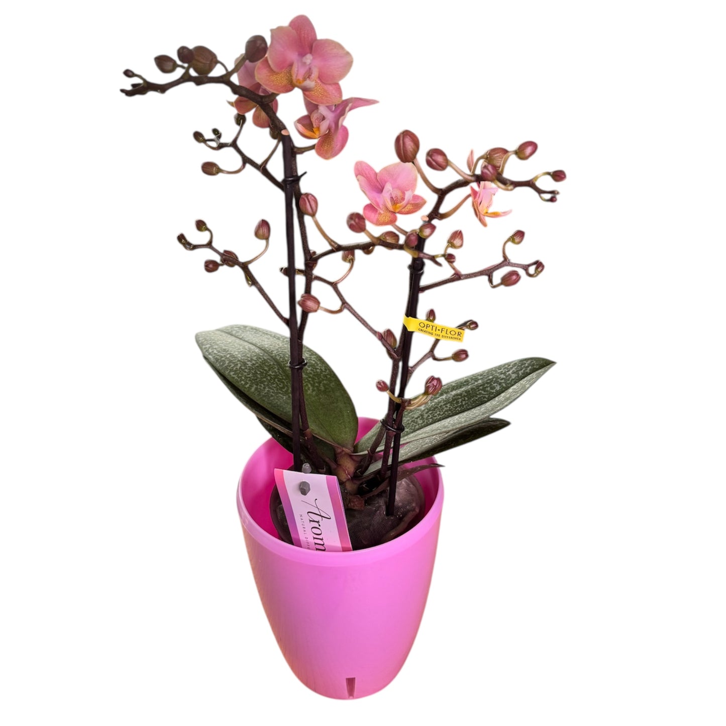 2️⃣9️⃣. Scented MEDIUM Phalaenopsis Orchid Collection – Mixed Colours (12 cm Pot, 50 cm Tall)