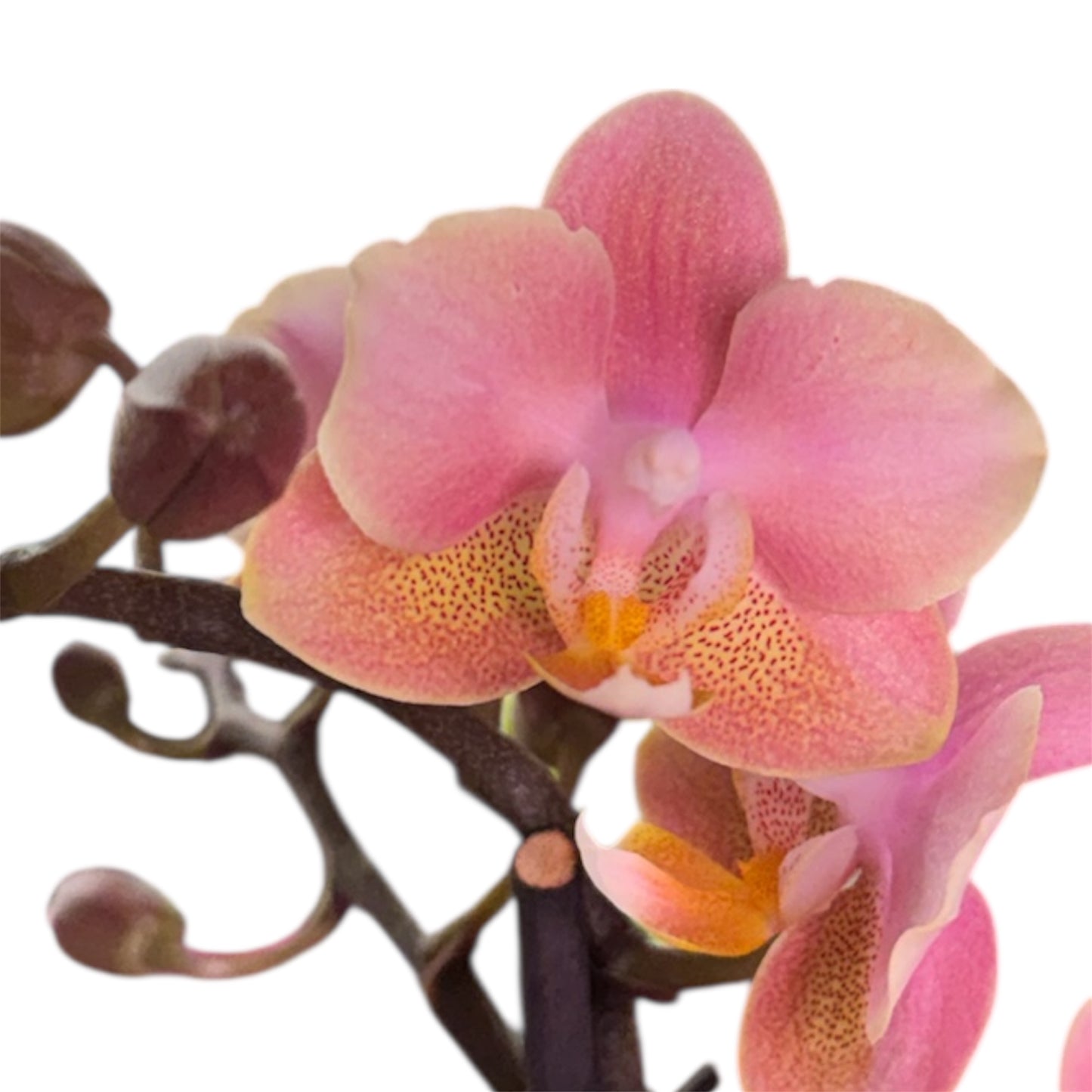 2️⃣9️⃣. Scented MEDIUM Phalaenopsis Orchid Collection – Mixed Colours (12 cm Pot, 50 cm Tall)