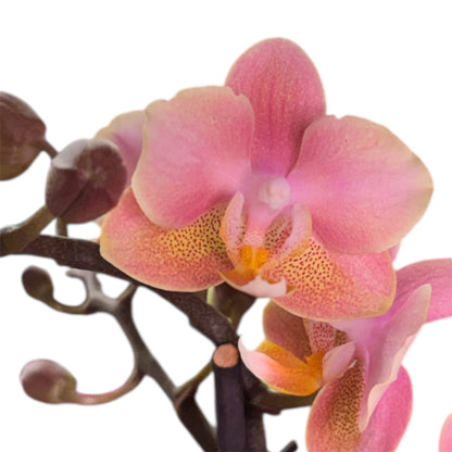 2️⃣9️⃣. Scented MEDIUM Phalaenopsis Orchid Collection – Mixed Colours (12 cm Pot, 50 cm Tall)