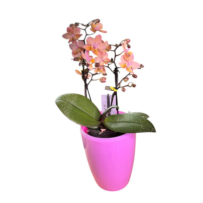 2️⃣9️⃣. Scented MEDIUM Phalaenopsis Orchid Collection – Mixed Colours (12 cm Pot, 50 cm Tall)