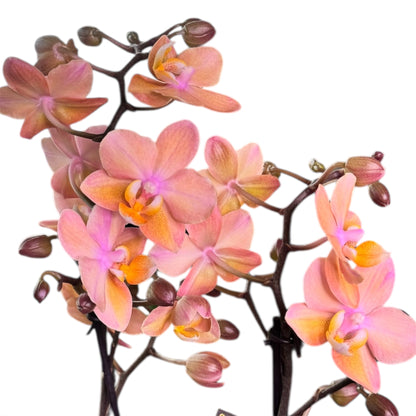 2️⃣9️⃣. Scented MEDIUM Phalaenopsis Orchid Collection – Mixed Colours (12 cm Pot, 50 cm Tall)