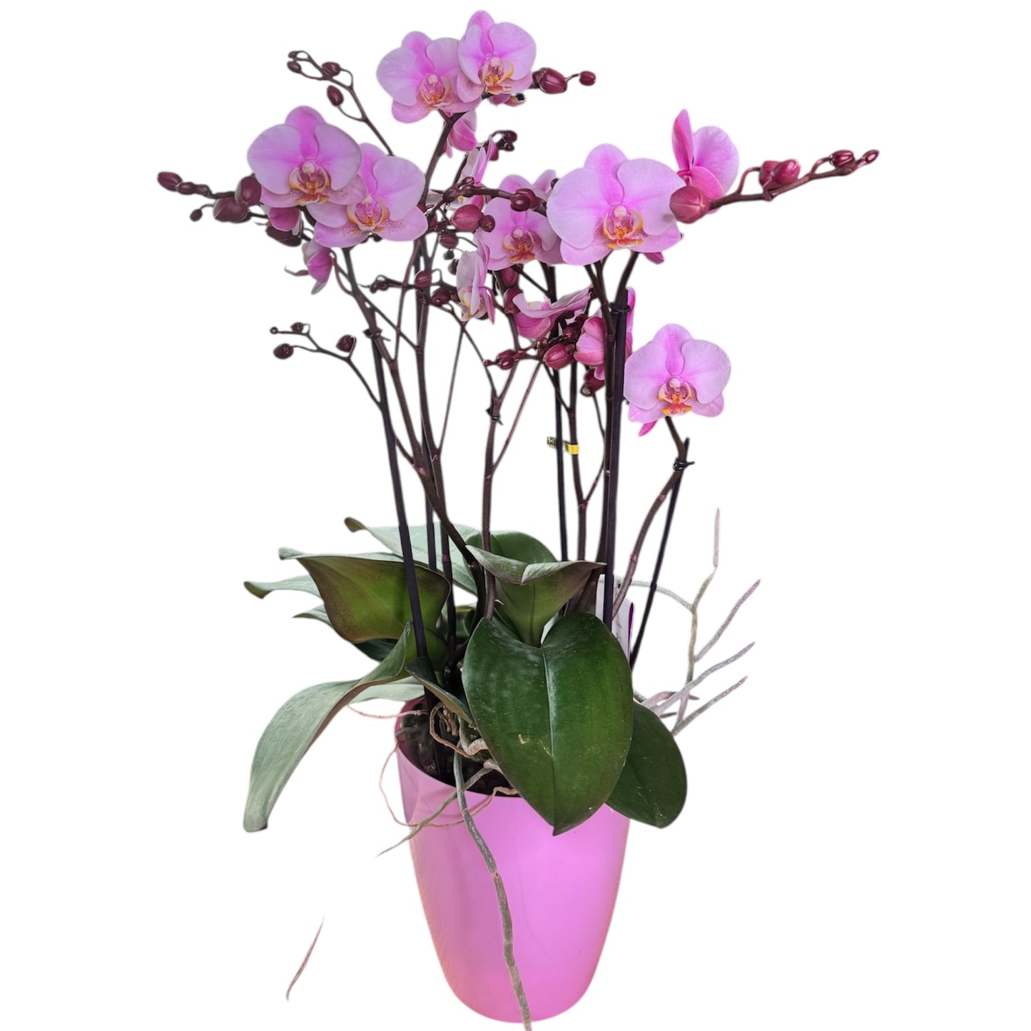 7️⃣7️⃣. Bellissimo Colour Mix Phalaenopsis Orchid– Multi-Stem Display (15 cm Pot, 50 cm Tall)