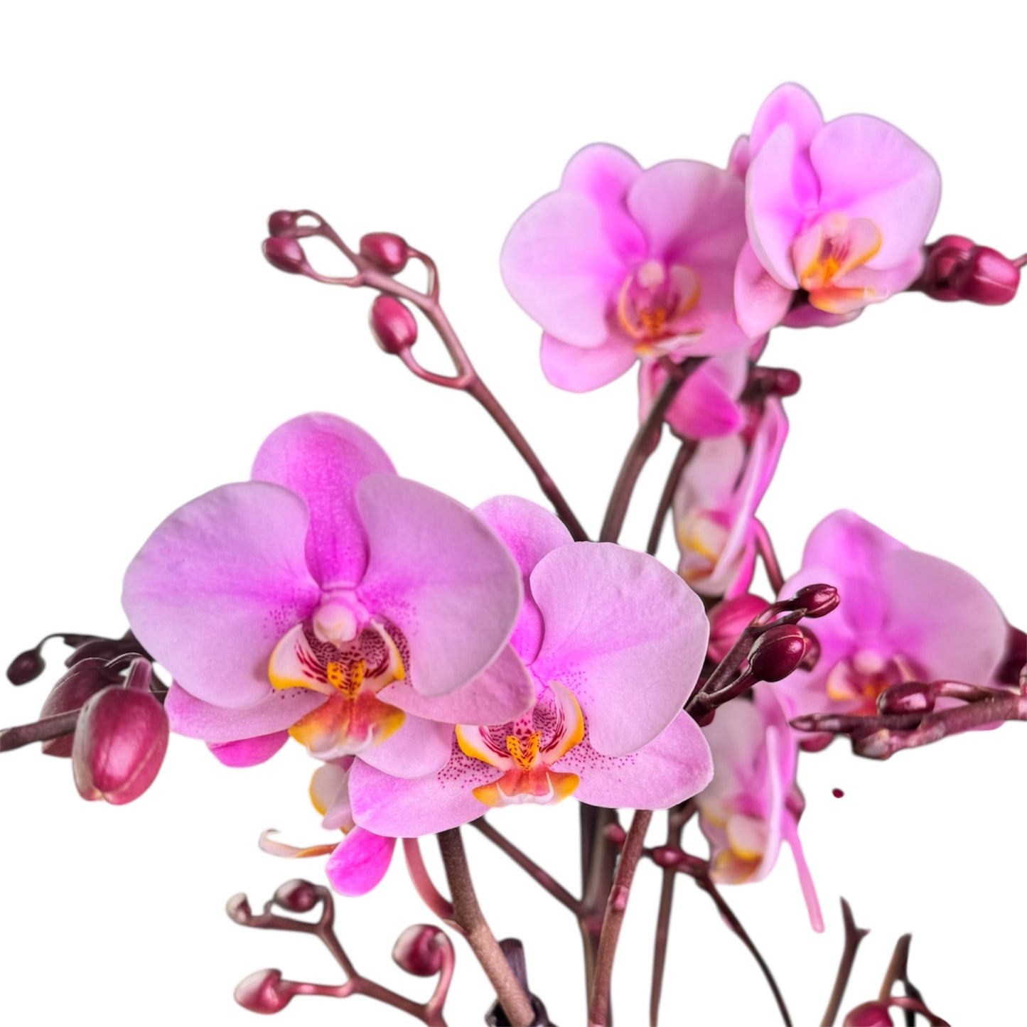 7️⃣7️⃣. Bellissimo Colour Mix Phalaenopsis Orchid– Multi-Stem Display (15 cm Pot, 50 cm Tall)