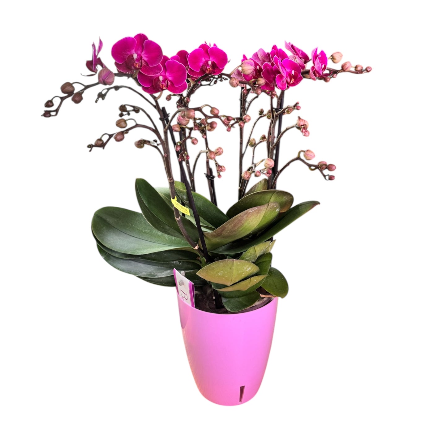 7️⃣7️⃣. Bellissimo Colour Mix Phalaenopsis Orchid– Multi-Stem Display (15 cm Pot, 50 cm Tall)