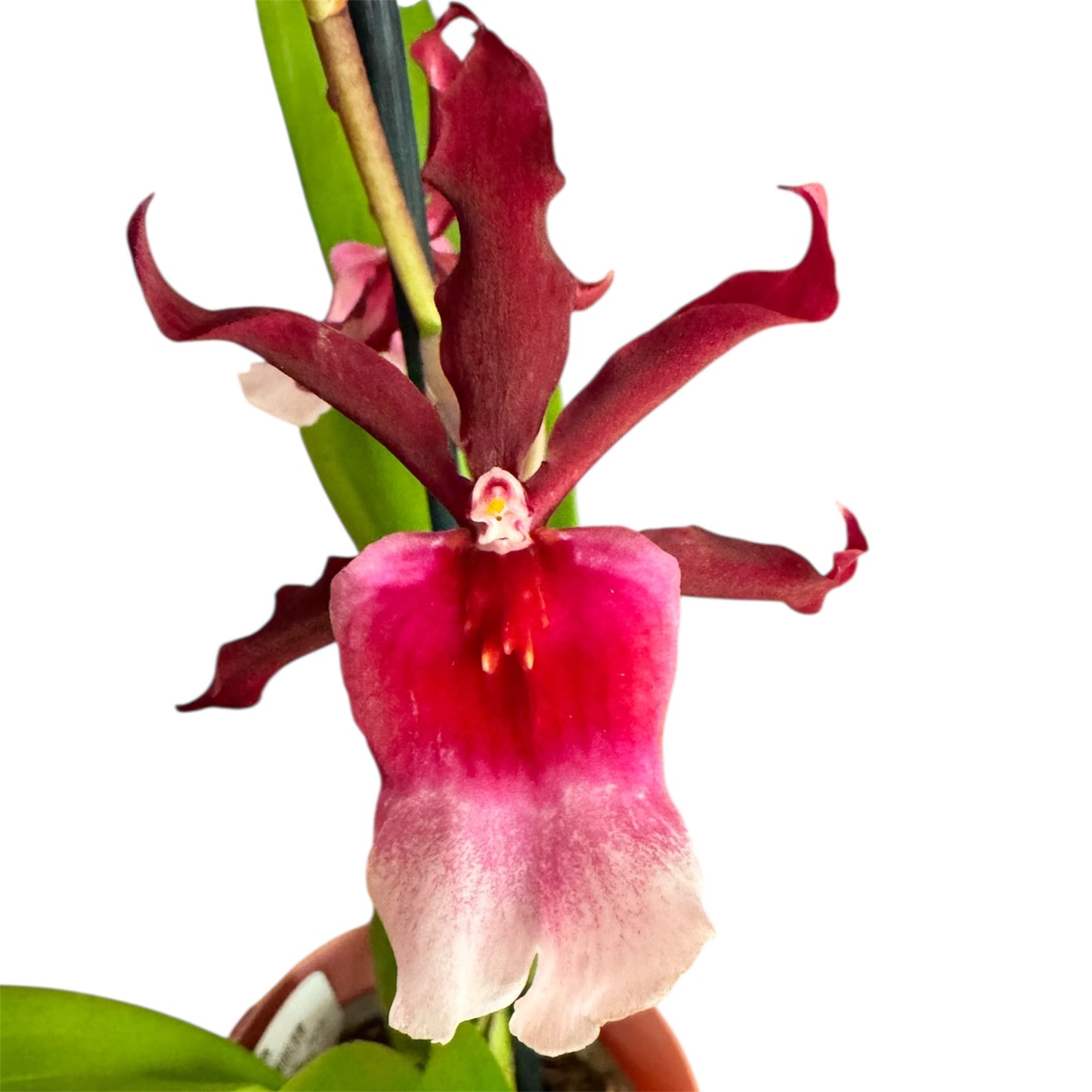 6️⃣1️⃣. Miltonia Fragrant Orchid Large Flower Pink Red – Renaissance Grandeur (12 cm Pot, 60 cm Tall)