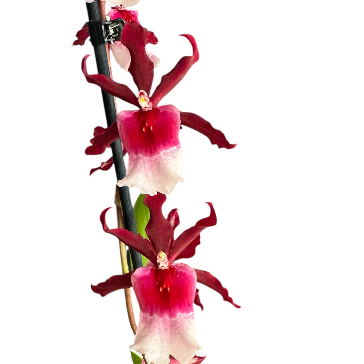 6️⃣1️⃣. Miltonia Fragrant Orchid Large Flower Pink Red – Renaissance Grandeur (12 cm Pot, 60 cm Tall)