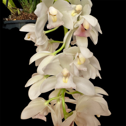 7️⃣4️⃣.Cymbidium Orchid Ice Cascade – Trailing Flower Spikes (14 cm Pot, 60 cm Tall)