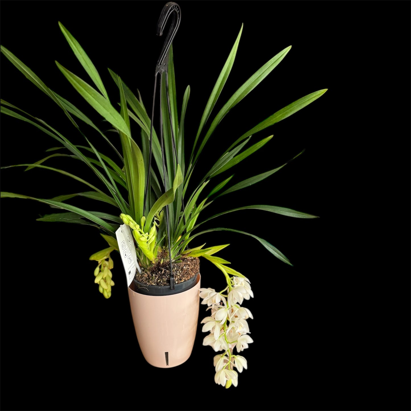 7️⃣4️⃣.Cymbidium Orchid Ice Cascade – Trailing Flower Spikes (14 cm Pot, 60 cm Tall)