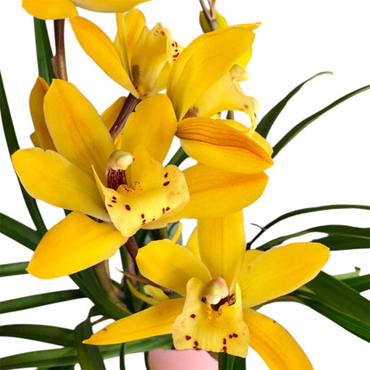 6️⃣4️⃣. Yellow Cymbidium Orchid – Compact Variety with 5 Flowering Spikes (12 cm Pot, 40 cm Tall)