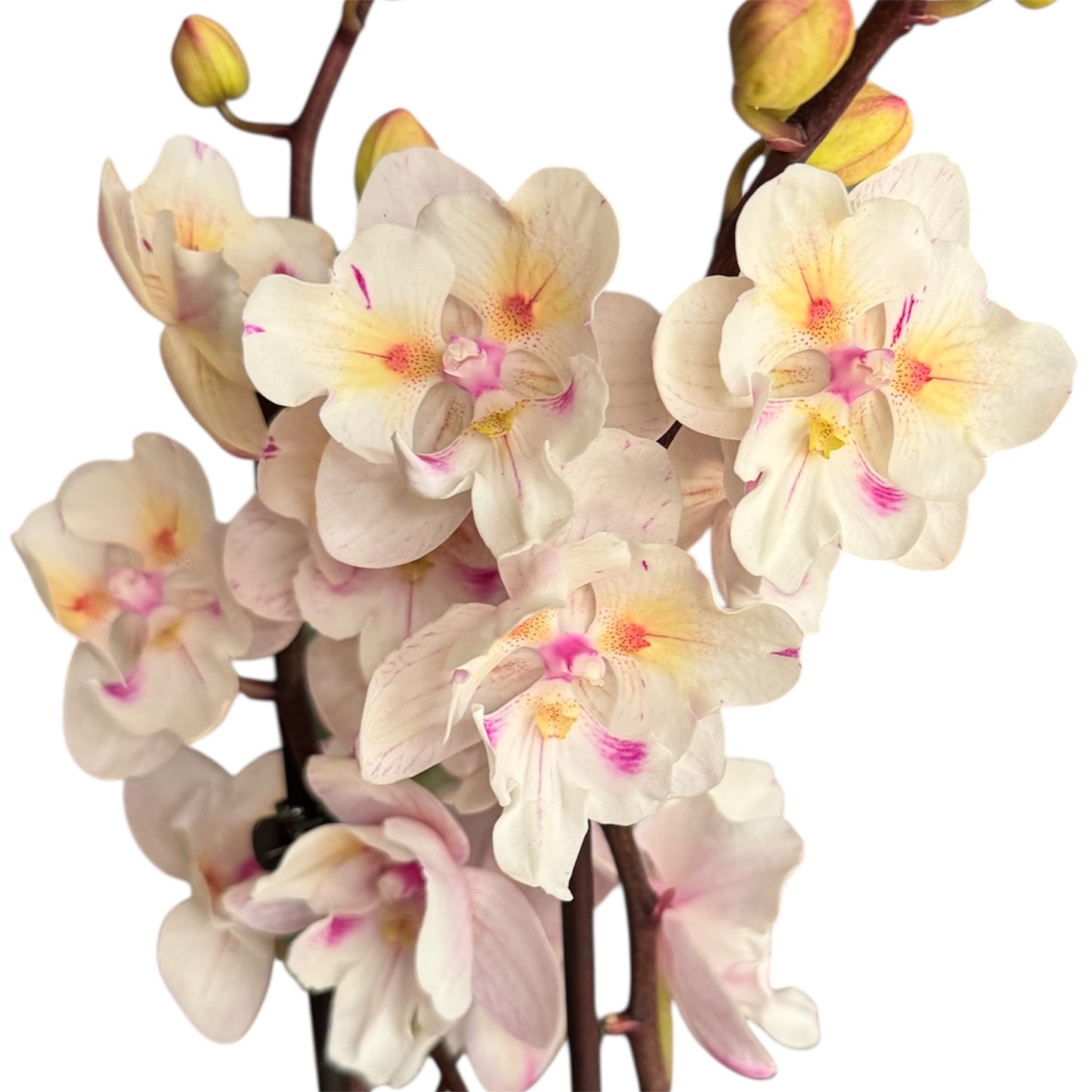 6️⃣1️⃣. Popcorn Peloric Butterfly Orchid –  (12 cm Pot, 60–70 cm Tall)