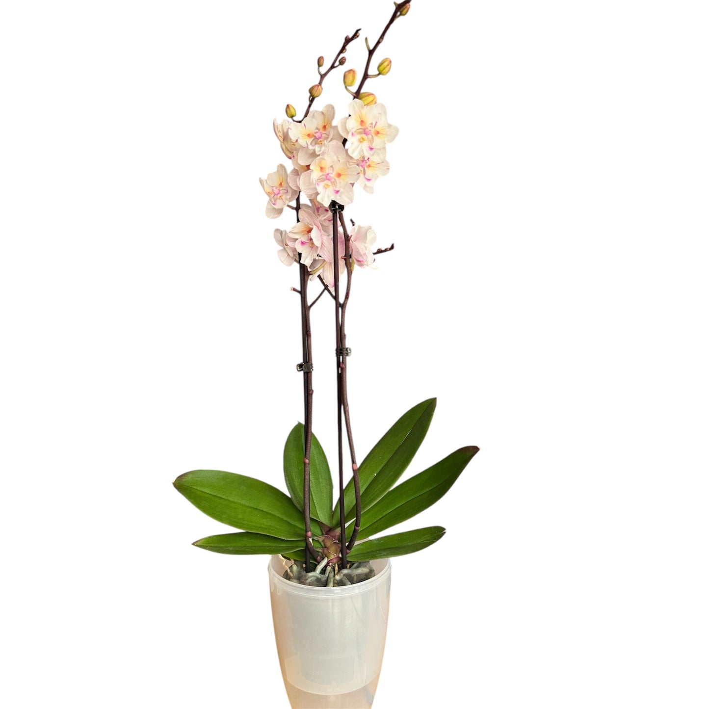 6️⃣1️⃣. Popcorn Peloric Butterfly Orchid –  (12 cm Pot, 60–70 cm Tall)