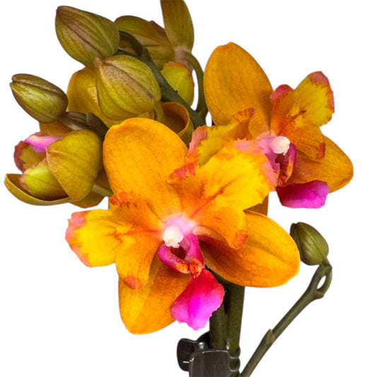 8️⃣8️⃣.Charming Little Gold Peloric Orchid 12cm Nursery Pot | Approx. 50cm Tall