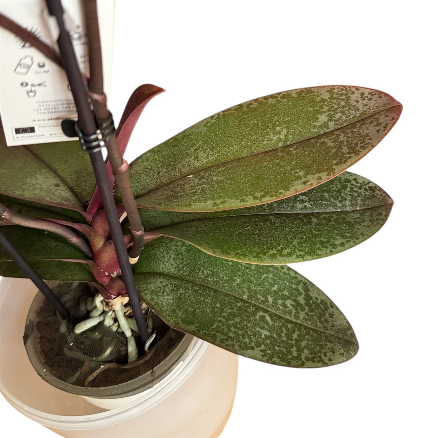 4️⃣1️⃣.Royal Ruby Peloric Phalaenopsis Orchid | 12cm Nursery Pot | Approx. 45cm Tall