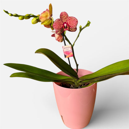 7️⃣0️⃣. Yellow Leopard Orchid – Phalaenopsis | 1–2 Spikes | Approx. 40cm Tall | 12cm Nursery Pot