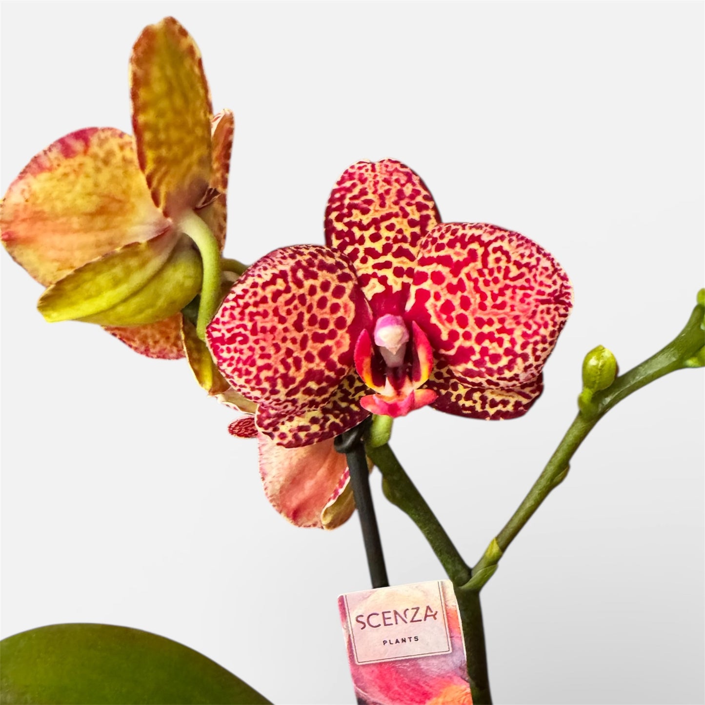 7️⃣0️⃣. Yellow Leopard Orchid – Phalaenopsis | 1–2 Spikes | Approx. 40cm Tall | 12cm Nursery Pot