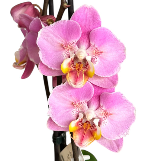 6️⃣. Peach Blossom Orchid – Phalaenopsis | Approx. 65cm Tall | 12cm Nursery Pot