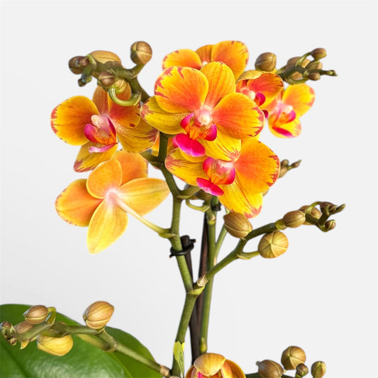 1️⃣9️⃣. Juno Orchid – Phalaenopsis | 2 Blooming Spikes | Approx. 45cm Tall | 12cm Nursery Pot